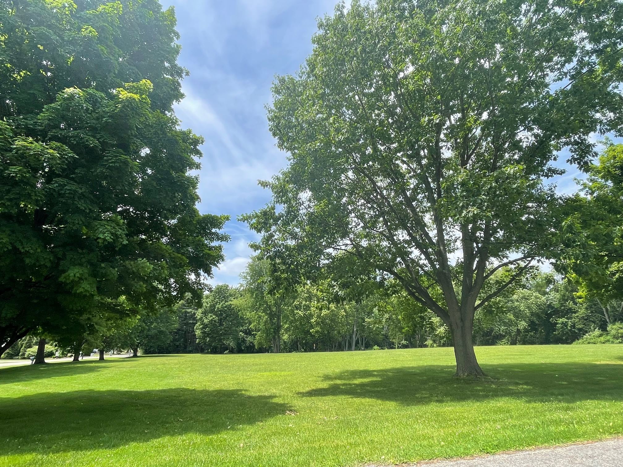 Open field with grass and trees